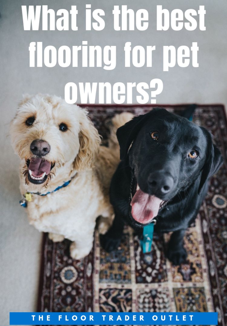 pet flooring text graphic overlaid stock photo of dogs on area rug